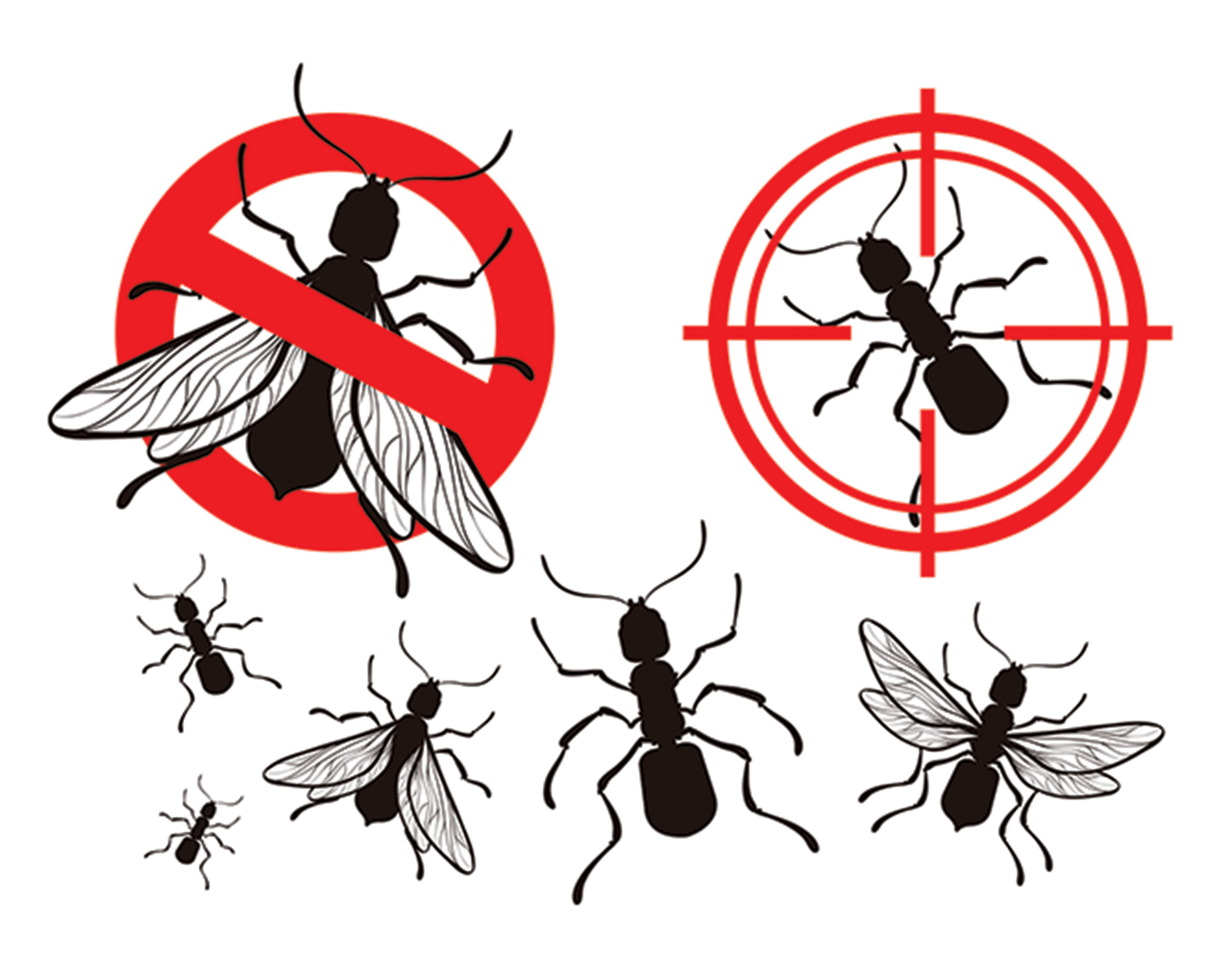 Flies pest control